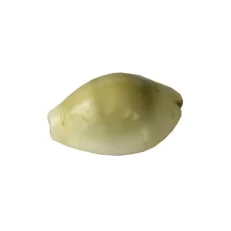 Búzio africano