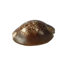 Búzio marrón